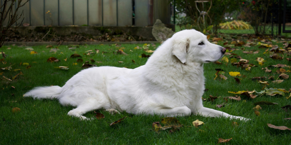 Great Pyrenees
